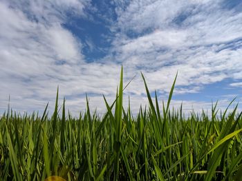 Crops growing on field against sky