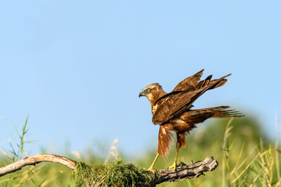 Low angle view of bird perching on tree against clear sky