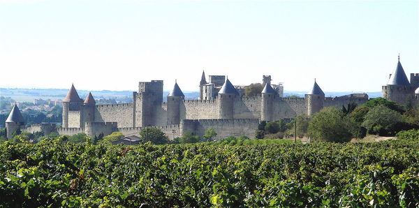 Plants growing in a city