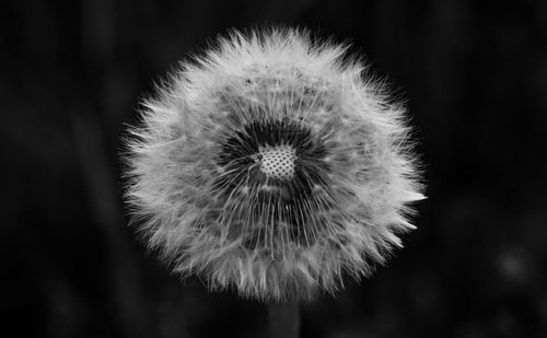 Close-up of dandelion flower