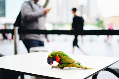 Close-up of parrot perching on table