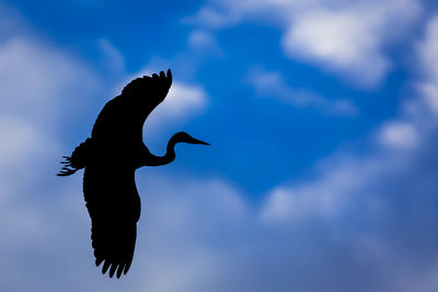 Low angle view of silhouette bird flying against sky