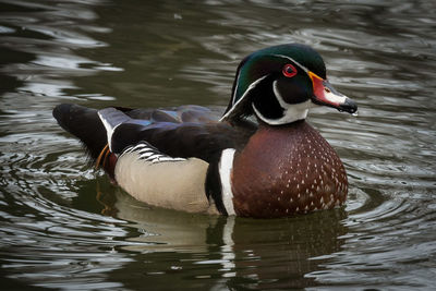 Close-up of mandarin duck swimming in pond