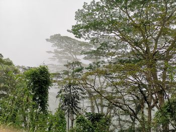 Low angle view of trees against sky