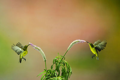 Close-up of housefly on flower