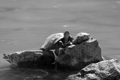 Turtle with hatchling on rock in lake