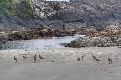 Flock of birds on beach