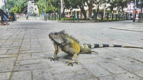 Lizard on tree