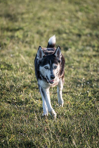 Dogs running on grassy field