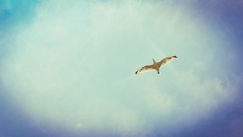 Low angle view of seagull flying in sky