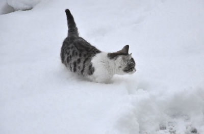 High angle view of cat on snow covered field