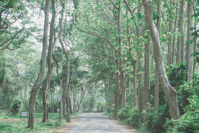 Footpath amidst trees in forest