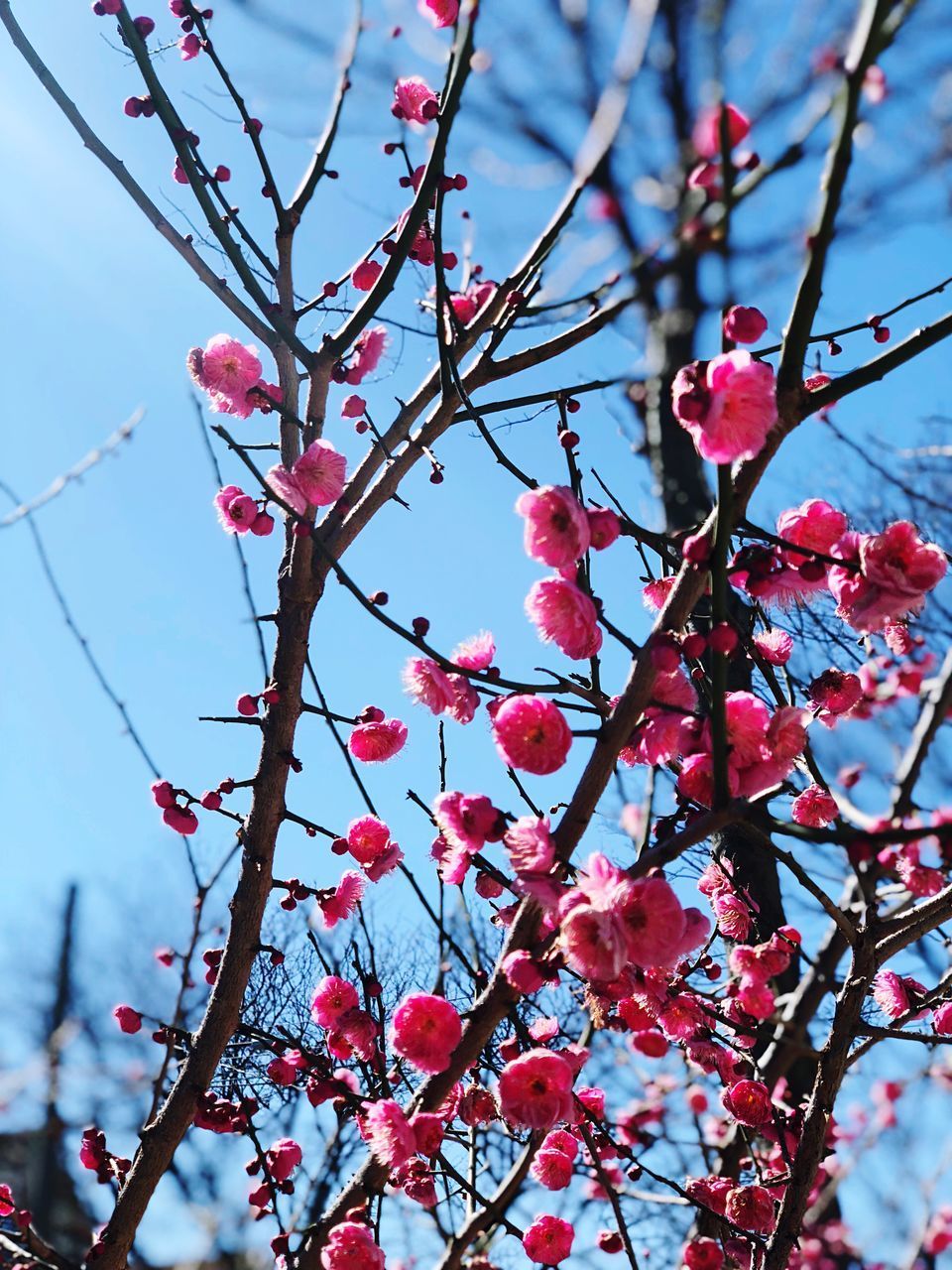 LOW ANGLE VIEW OF PINK CHERRY BLOSSOM