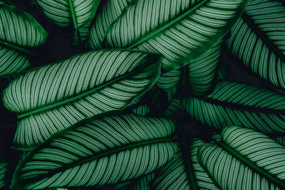 Full frame shot of palm leaves