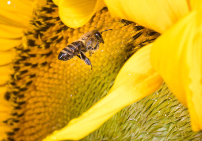 Close-up of bee pollinating on yellow flower