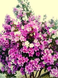 High angle view of pink flowering plants