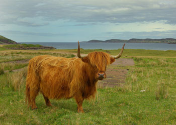 Cow standing on field against sky