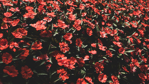 Full frame shot of red flowers blooming at night