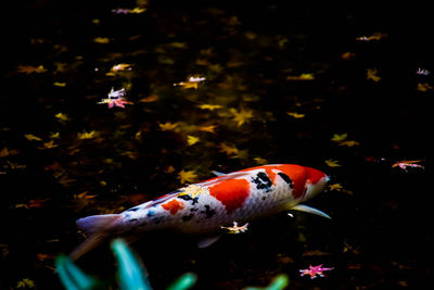 Close-up of fish swimming in sea