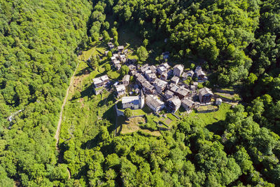 High angle view of trees and plants growing in forest