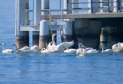 Swans swimming in sea