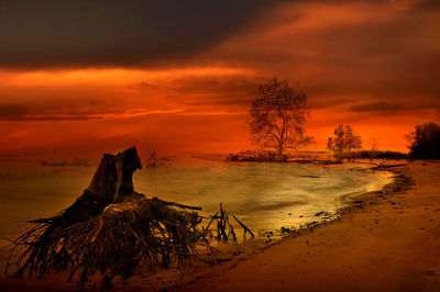 Driftwood on beach against sky during sunset