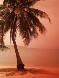 Silhouette tree on beach against sky during sunset