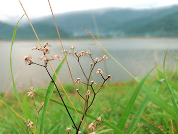 Close-up of wilted plant on field