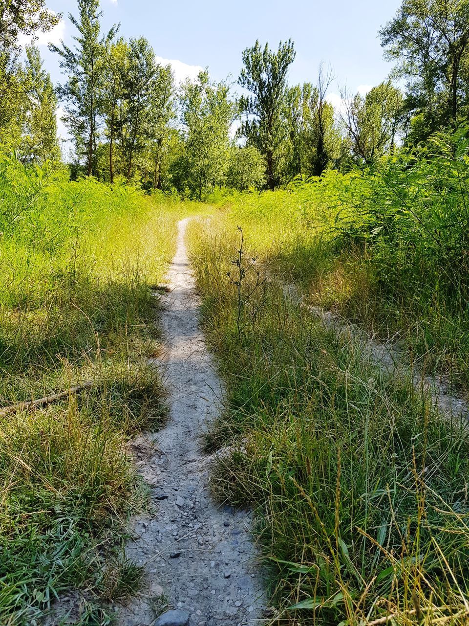 PLANTS GROWING ON LAND AGAINST SKY