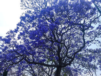 Low angle view of tree