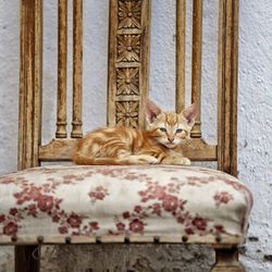 Portrait of cat sitting on floor