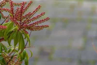 Close-up of pink flowering plant