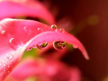 Close-up of water drops on pink flower