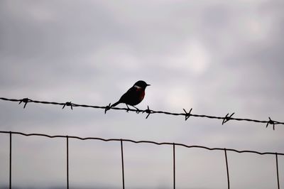 Low angle view of birds perching on power line