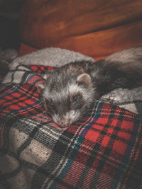 Close-up of cat sleeping on bed