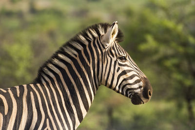 Close-up of zebra