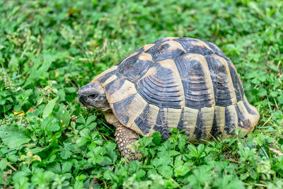 Close-up of tortoise on grass