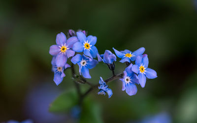 Close-up of purple flowering plant