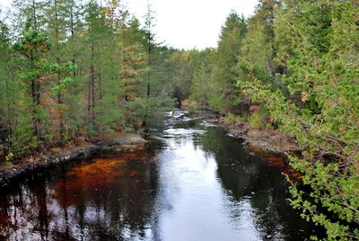 Scenic view of forest against sky