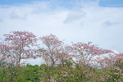 Low angle view of pink flowering plants against sky