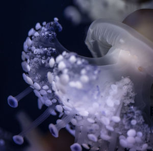 Close-up of jellyfish swimming in sea