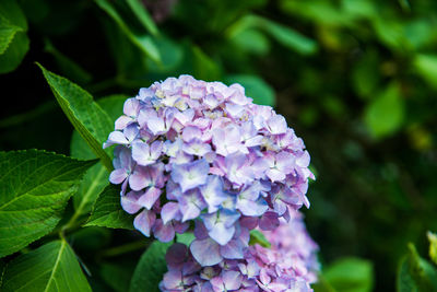 Close-up of purple hydrangea blooming outdoors