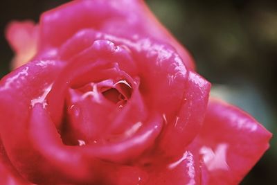 Close-up of wet pink rose