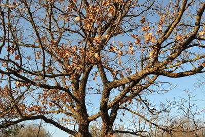 Low angle view of bare tree against sky