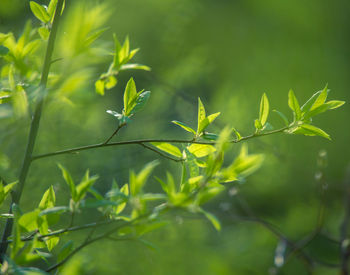 Fresh, green leaves of a bird cherry tree during spring.