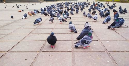 High angle view of birds perching