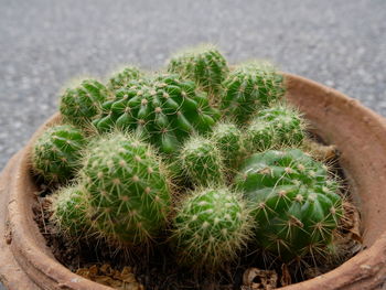 High angle view of succulent plant