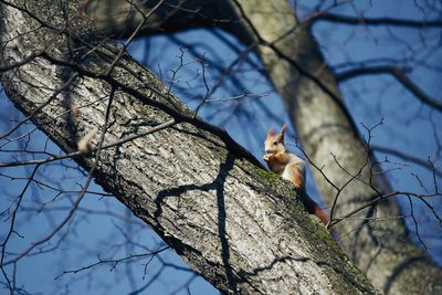 Low angle view of squirrel on tree