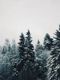 Trees in forest during winter