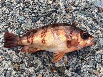 Directly above view of dead fish on rock